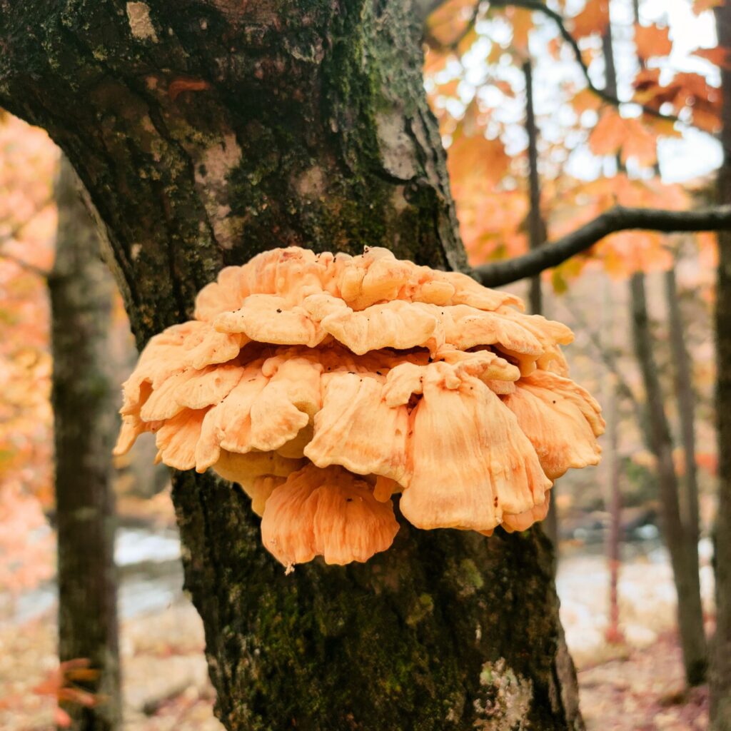 Chicken of the Woods Fungus